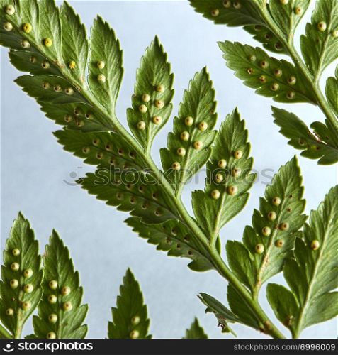 Macro photo of the back side of a leaf of fern on a gray background with copy space. Foliage creative layout. Top view. Macro photo of green leaf of fern on gray background with copy space. Natural creative layout. Top view