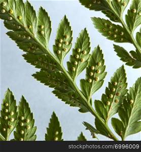 Macro photo of the back side of a leaf of fern on a gray background with copy space. Foliage creative layout. Top view. Macro photo of green leaf of fern on gray background with copy space. Natural creative layout. Top view