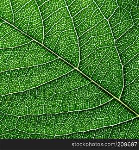 Macro photo of the smallest streak of green leaf. Natural pattern for layout. Top view. Macro photo of dark green leaf. Natural pattern of leaf vein as a background for your ideas. Top view