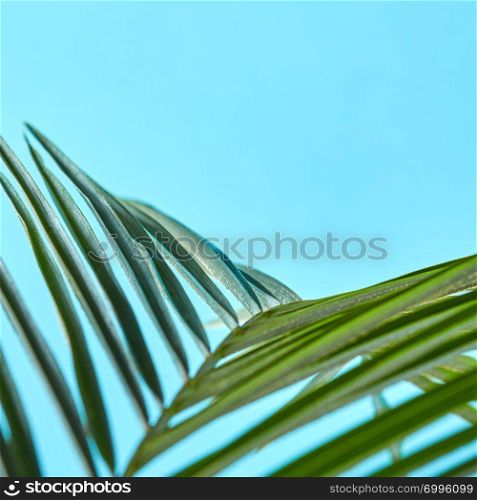 Macro photo of tropical palm green leaf on blue background with copy space. Foliage layout for your ideas. Macro photo of fresh palm leaf on a blue background with space for text. Creative natural layout