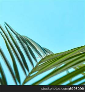 Macro photo of tropical palm green leaf on blue background with copy space. Foliage layout for your ideas. Macro photo of fresh palm leaf on a blue background with space for text. Creative natural layout