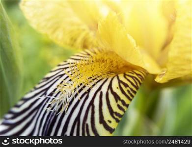 Macro photo of yellow iris flower with focus on pestle and stamen with sunlight. Stock photography.. Macro photo of yellow iris flower with focus on pestle and stamen with sunlight. Stock photo.