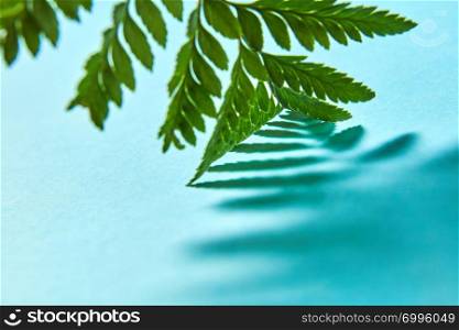 Macro photo pattern from the shadows of a green leaf fern on a blue background with space for text. Postcard layout. Macro photo green fern leaf with shadow pattern on blue background with copy space. Natural background for your ideas.