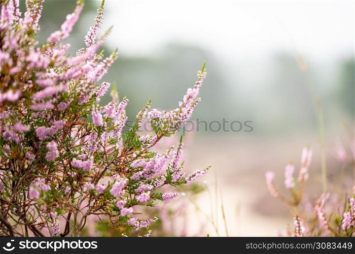 Macro photo with autumn blooms on the Dutch heathlands. Close up of lovely flowering pink bush heather with defocused background