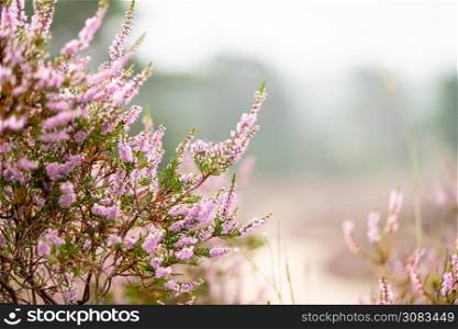Macro photo with autumn blooms on the Dutch heathlands. Close up of lovely flowering pink bush heather with defocused background