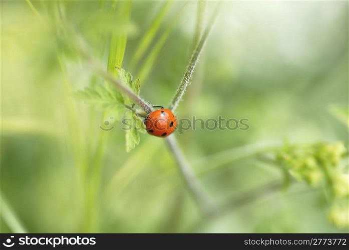 Macro Photograph of a ladybird climbing green foliage.