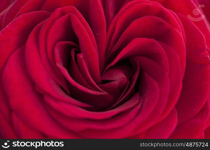 Macro photograph of a single red rose