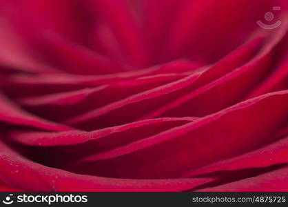 Macro photograph of a single red rose