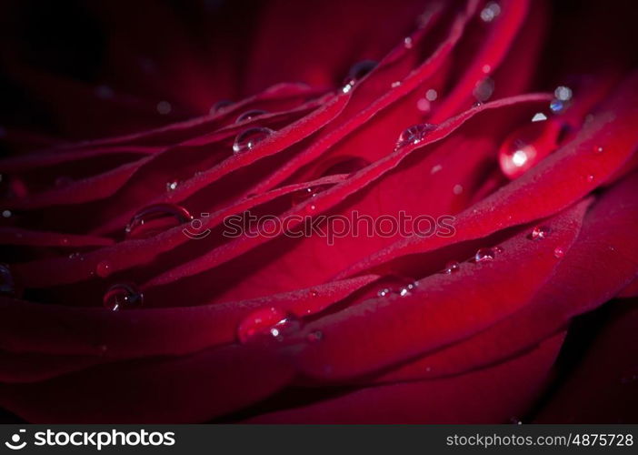 Macro photograph of a single red rose