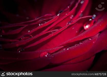 Macro photograph of a single red rose