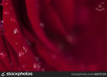 Macro photograph of a single red rose