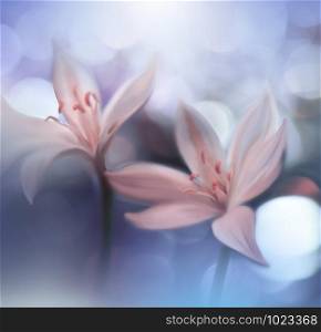 Macro Photography.Floral abstract pastel background with copy space.White flowers in soft style for wedding card.Blue Nature Background.Blurred space for your text.Wedding Invitation.Tranquil nature closeup view.
