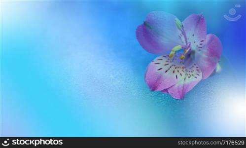Macro Photography.Floral abstract pastel background with copy space.Pink flower in soft style for wedding card.Blue Nature Background.Blurred space for your text.Wedding Invitation.Tranquil nature closeup view.