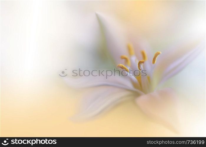 Macro Photography.Floral abstract pastel background with copy space.White Jasmine flowers in soft style for wedding card.Orange Nature Background.Blurred space for your text.Wedding Invitation.Tranquil nature closeup view.Art Design.