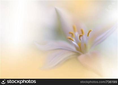 Macro Photography.Floral abstract pastel background with copy space.White Jasmine flowers in soft style for wedding card.Orange Nature Background.Blurred space for your text.Wedding Invitation.Tranquil nature closeup view.Art Design.