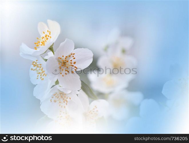 Macro Photography.Floral abstract pastel background with copy space.White Jasmine flowers in soft style for wedding card.Blue Nature Background.Blurred space for your text.Wedding Invitation.Tranquil nature closeup view.Art Design.