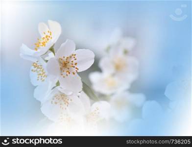 Macro Photography.Floral abstract pastel background with copy space.White Jasmine flowers in soft style for wedding card.Blue Nature Background.Blurred space for your text.Wedding Invitation.Tranquil nature closeup view.Art Design.