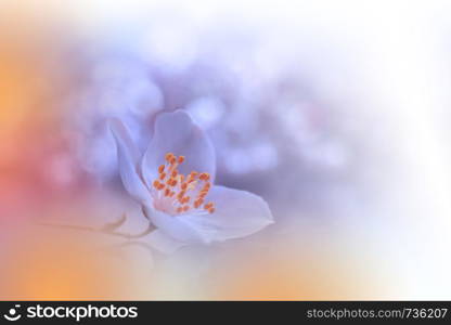 Macro Photography.Floral abstract pastel background with copy space.White Jasmine flowers in soft style for wedding card.Orange Nature Background.Blurred space for your text.Wedding Invitation.Tranquil nature closeup view.Art Design.