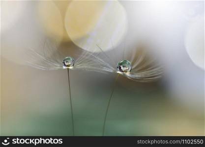 Macro Photography.Floral abstract pastel background with copy space.Dandelion flower in soft style.Green Nature Background.Blurred space for your text.Stylish modern nature background with two flowers dandelions.Beautiful spring or summer wallpaper.