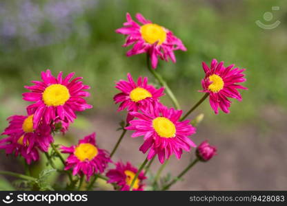 Macro photography. Pink Daisy flower. The pink Pyrethrum, or Persian Daisy (lat. Pyrethrum roseum) in the garden close-up
