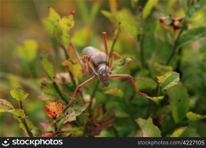 macro picture of a grasshopper ephippiger. grasshopper ephippiger