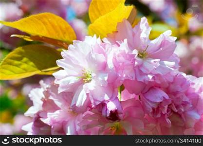 Macro pink japanese cherry twig blossom
