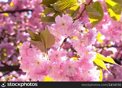Macro pink japanese cherry twig blossom (nature background)