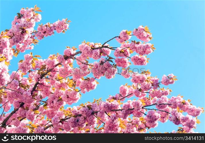 Macro pink japanese cherry twig blossom on blue sky background