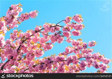 Macro pink japanese cherry twig blossom on blue sky background