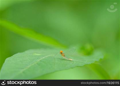 Macro Potamanthidae on leaf, in nature