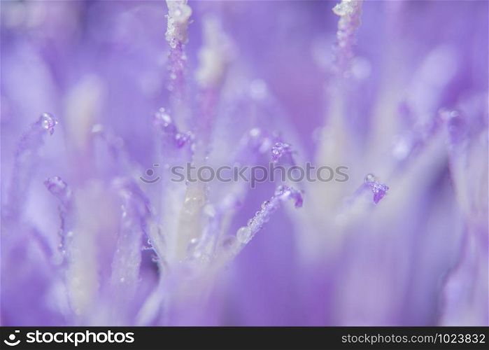 Macro purple flowers