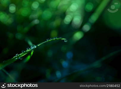 Macro rain drop on green leaf with sun shining in the morning. Drops of dew with transparent water on wild grass, Beautiful Fresh natural background for eco friendly concept