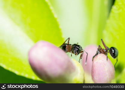 macro red ant