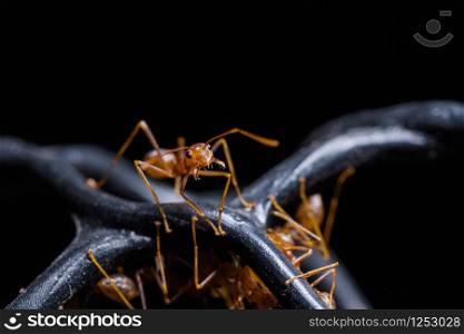 Macro Red Ant or Oecophylla smaragdina, Natural Black Background