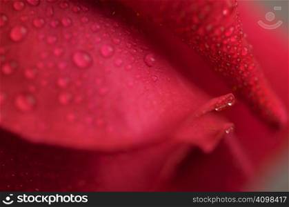 Macro Red Rose Blossom with Water Drops
