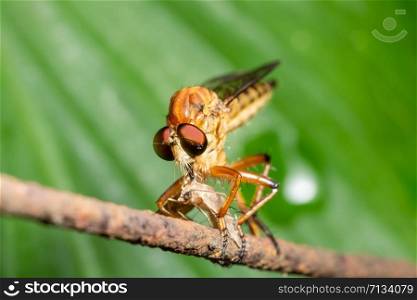 Macro Robber fly on leaf