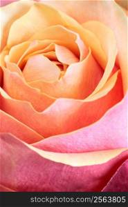 Macro, shallow depth of field image of a single orange and pink rose. Focus on edges of petals.