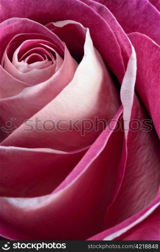 Macro, shallow depth of field image of a single pink rose. Focus near centre and edges of petals.