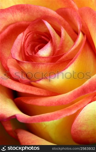 Macro, shallow depth of field image of a single red and yellow rose. Focus on edges of petals.