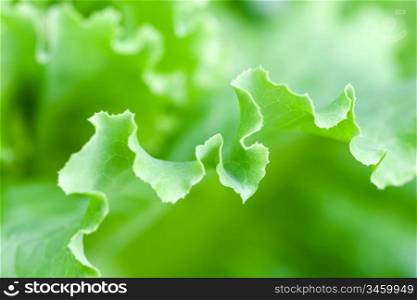 macro shoot of fresh green lettuce leaf