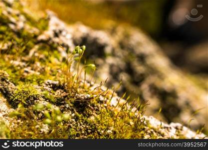 macro shoot of green moss and lichen