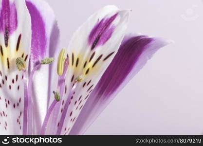 Macro shot flower blossom.