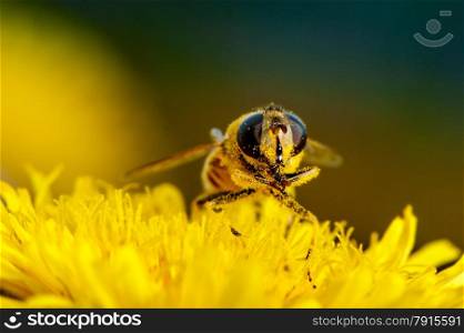 Macro shot of a bee on a flower dandelion