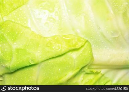 Macro shot of a cabbage leaves with water drops on it depicting freshnesss
