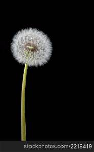macro shot of a dandelion seedhead on black background