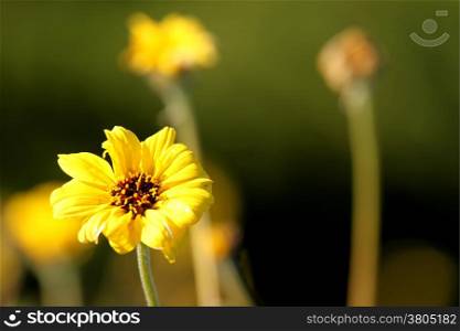 Macro shot of a field with yellow flowers.