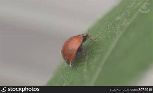 Macro shot of a Ladybird Beetle Cleaning Her Legs On A Leaf
