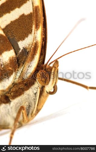 macro shot of a lime butterfly on white background
