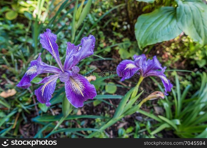 Macro shot of an Iris at the Highline Botanical Gardens in Seatac, Washington.