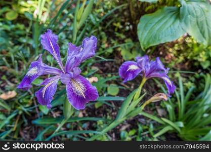 Macro shot of an Iris at the Highline Botanical Gardens in Seatac, Washington.